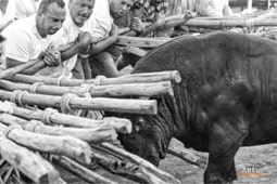 Capeia Arraiana Alfaiates