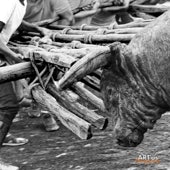 Capeia Arraiana Alfaiates