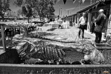 Sacaparte Processions